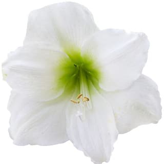 White amaryllis