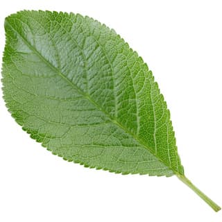 Plum leaf