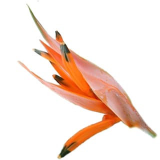 Heliconia