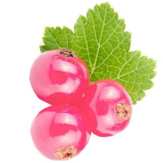 Pink currant