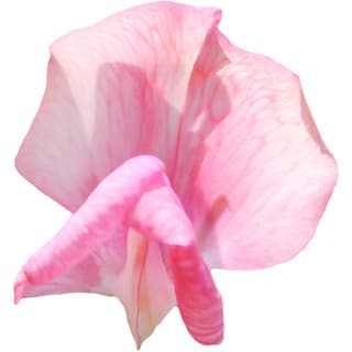 Pink sweet pea