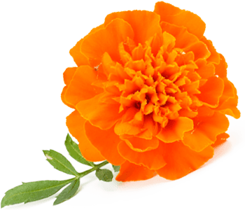 Tagetes