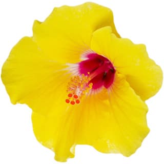 Yellow hibiscus