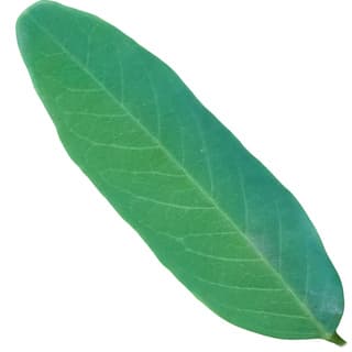 Egyptian acacia