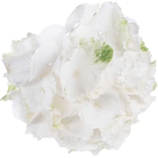 White hydrangea