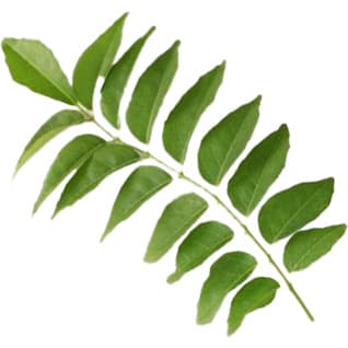 Curry leaf