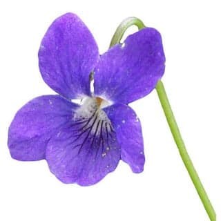 Italian violet