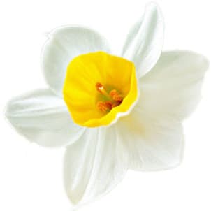 Bunch-flowered narcissus