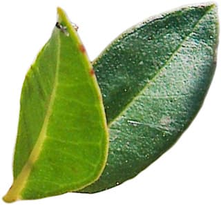 Tunisian myrtle