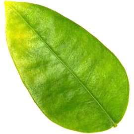 Grapefruit leaf