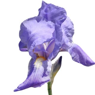 Iris pallida concrete