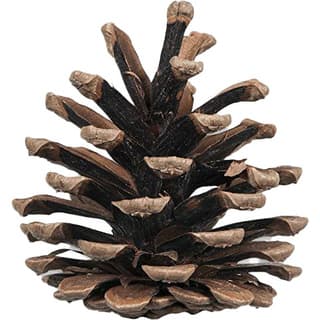 Pine tree cone