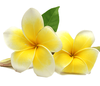 Frangipani