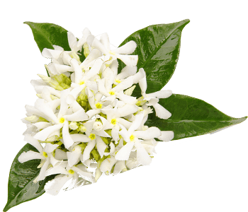 Neroli