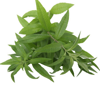 Provençal verbena