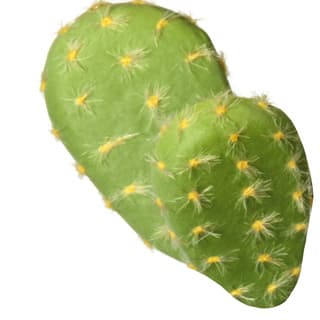 Cactus peel