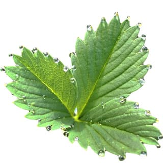 Strawberry leaf