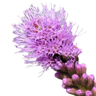 Liatris spicata absolute