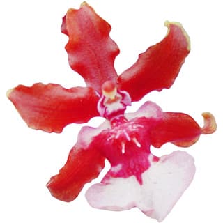 Sharry baby orchid