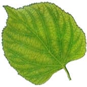 Linden tree leaf