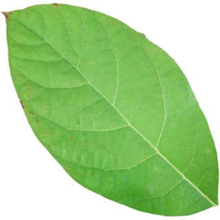 Avocado leaf