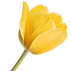 Yellow tulip