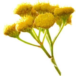 Tansy