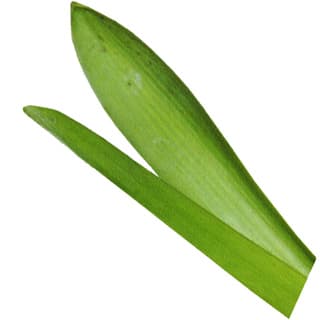 Hyacinth leaf