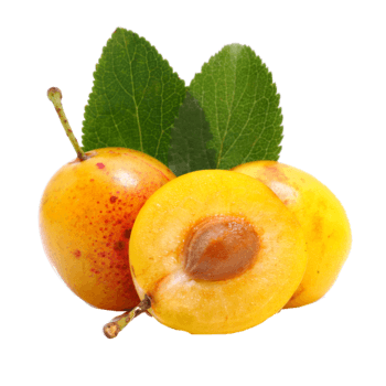 Mirabelle plum