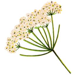 Aniseed flower