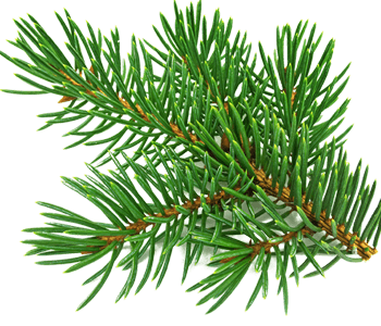 Fir