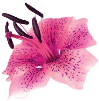 Pink tiger lily