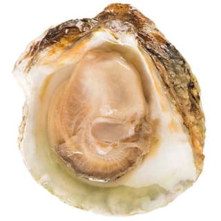 Oyster