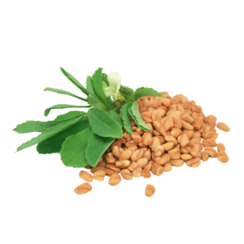 Fenugreek