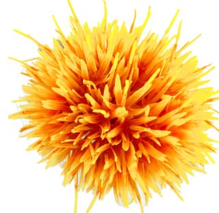 Safflower