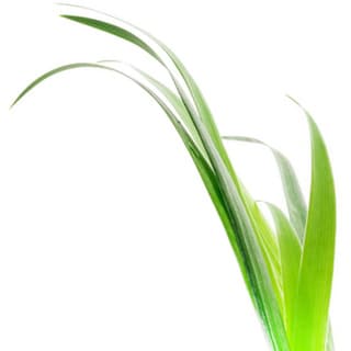 Kentucky bluegrass