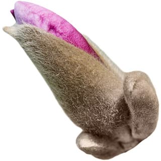 Magnolia bud