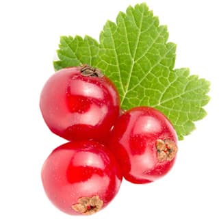 Red currant