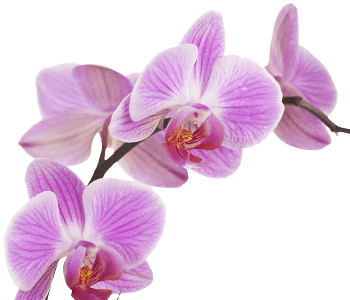 Orchid