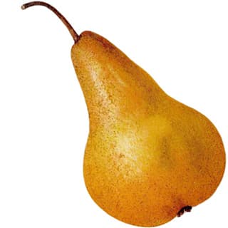 Bosc pear