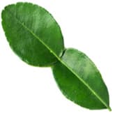 Bergamot leaf