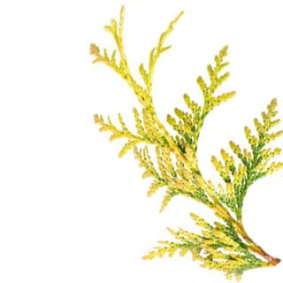 Arborvitae