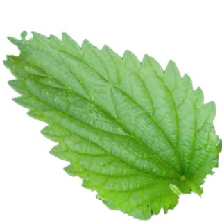 Nettle absolute