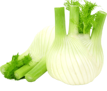 Fennel