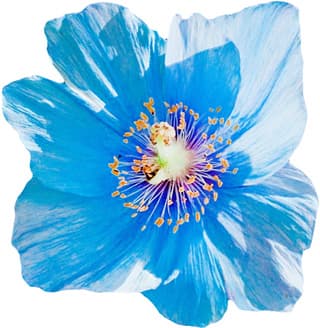 Blue poppy