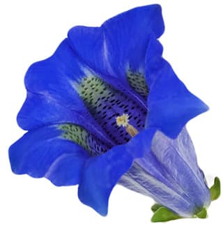 French gentian