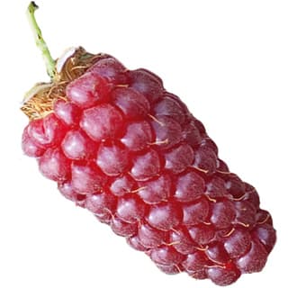 Tayberry