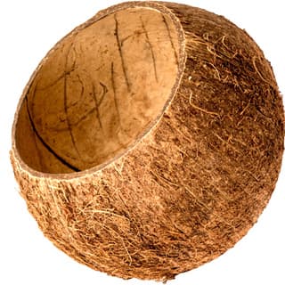 Coconut shell