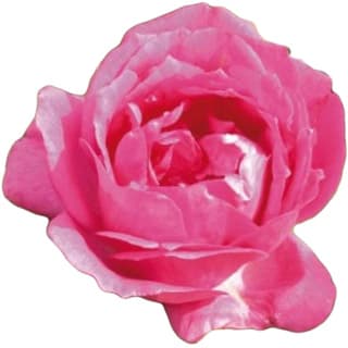 Paul Smith rose