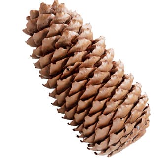 Fir cone